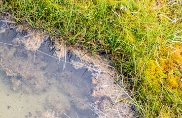 Corner of puddle lake grass and water contrast clear