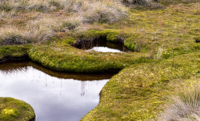 Bog water and mossy ground soft dangerous nature