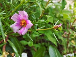Beautiful moss rose purslane in the garden 