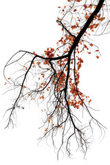 Large branch of old oak tree on white background