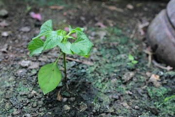 Acalypha indica plants that grow in the middle of dry land