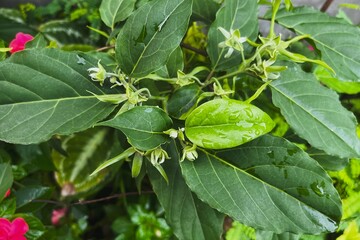 green leaves with water droplets from raindrops