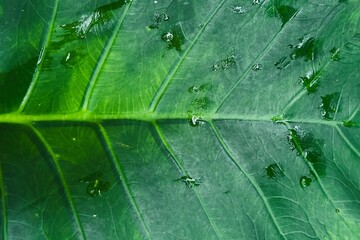 Beautiful background texture of leaf bones