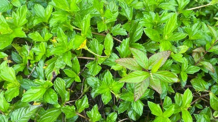 green leaves with water droplets from raindrops