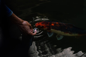 Man petting Koi fish in pond