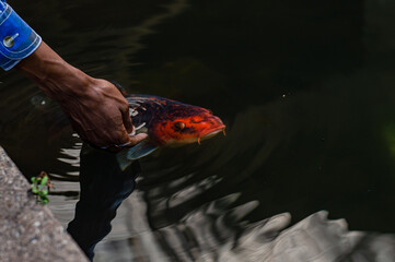 Man petting Koi fish in pond