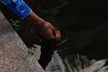 Man petting Koi fish in pond