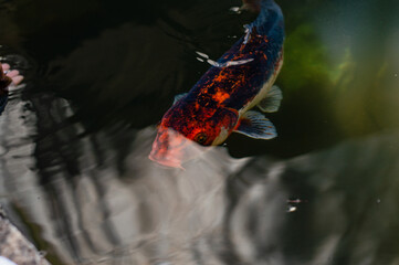Koi fish in pond