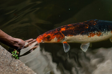 Man petting koi fish in pond