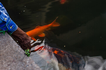 Man petting koi fish in pond