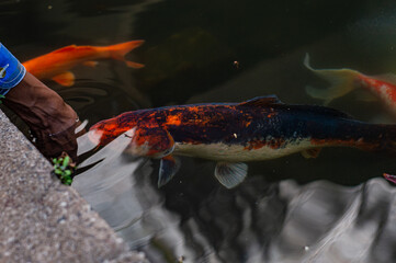 Man petting koi fish in pond