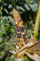 colorful corn cobs on plants