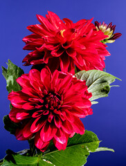 Blooming red red chamomile chrysanthemum on a blue background