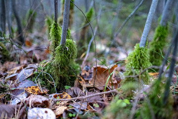 green moss around small tree trunks in autumn season. Wilted leaves on the ground.