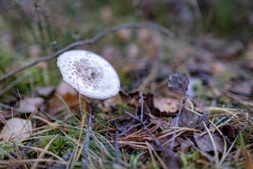 white Amanita sp. mushroom on forest ground. Amanita citrina
