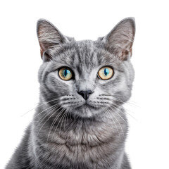 Obraz premium Close-up of a British cat, isolated on transparent background