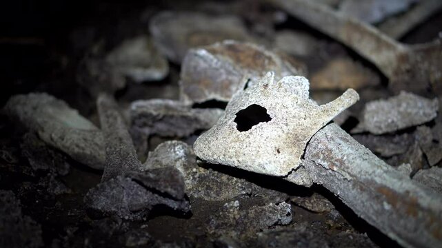 A close up shot of a pile of moa bones in a New Zealand cave. The giant moa had fallen in, became trapped and died leaving behind a pile of bones that became calcified of the centuries.