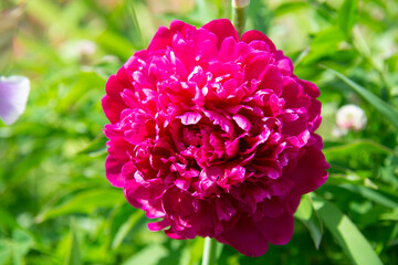 Beautiful bright pink peony flower against a background of green leaves close-up in the garden in summer