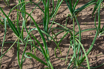 Green onions growing in a garden bed in summer