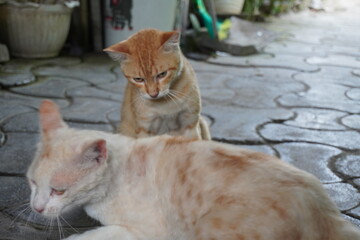The yellow-orange cat appears annoyed, staring down at the white cat with orange spots. The white cat, sensing the tension, seems ready to walk away, possibly avoiding a conflict with the other cat.