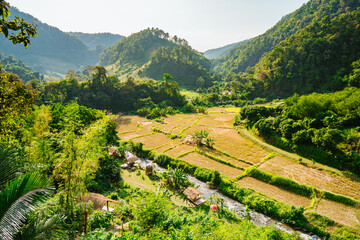 A Serene View of Nan Province's Rice Fields in the Evening