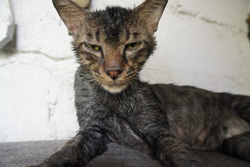 A close-up of a sick, skinny cat with a grayish striped coat. The cat looks weak and tired, with a solemn expression. Its fur is flat, and it appears unwell, possibly suffering from flu symptom