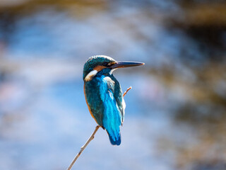 街中の川で小枝に止まって獲物を待ち伏せするカワセミ