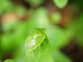葉っぱの先端にいるツヤアオカメムシ