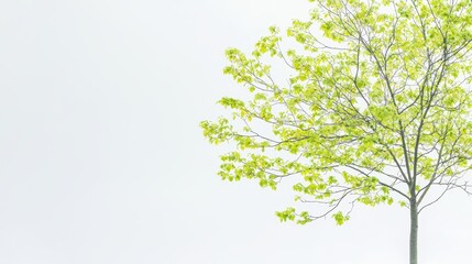 Obraz premium Lush Basswood Tree Showcasing Fresh Green Foliage Against a Soft Background, Perfect for Nature and Serenity Themes