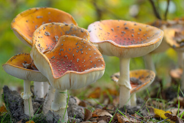 Mushroom Amanita with an upwardly bent upper cap in Western European. Close-up