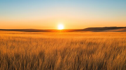 Obraz premium A serene sunset over a golden wheat field, capturing the beauty of nature's tranquility and the richness of the landscape.