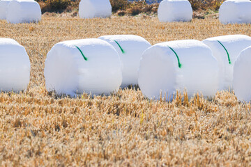 サイレージ　ホールクロップ