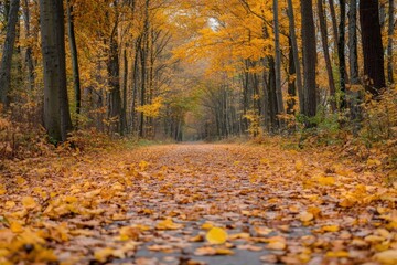 Obraz premium A path through a forest with fallen leaves.