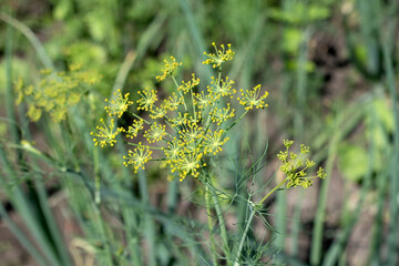 Flower of green dill fennel Bright blurred background artistic selected focus