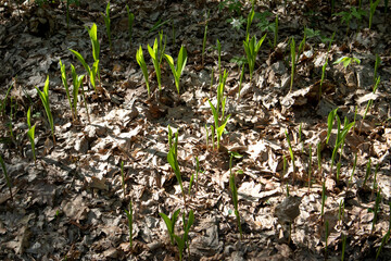 Sprouts of lily of the valley growing in forest in spring closeup, natural background