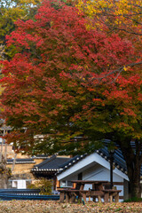 maple tree and the Buddhist temple in autumn