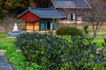 farm and the Buddhist temple