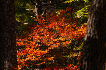maple tree in the autumn forest
