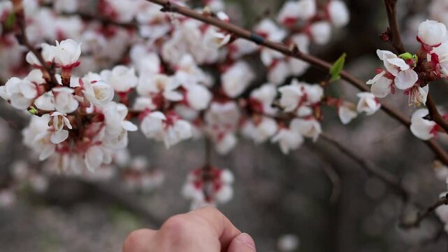 Delicate hands gently picking white cherry blossoms in springtime bloom at a serene garden