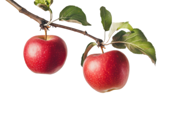 Two fresh ripe red apples hanging on the branch