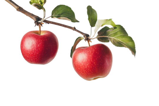Two fresh ripe red apples hanging on the branch