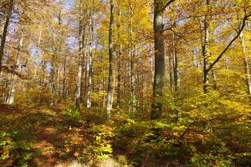 Obraz premium Herbstwald