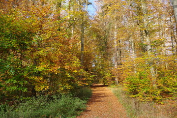 Herbstwald