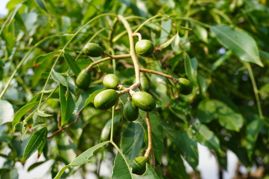 Canarium luzonicum fruits are hanging from the plant 