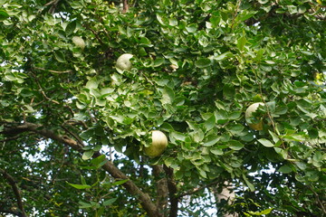 The wood apple tree with wood apple and its holy leaves
