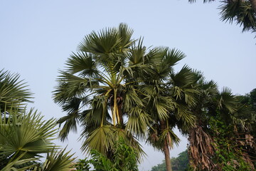 The palm trees are standing one by one on the roadside 