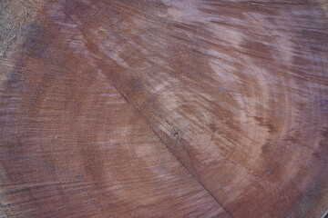 The mahogany wood log close up with its growth rings on it