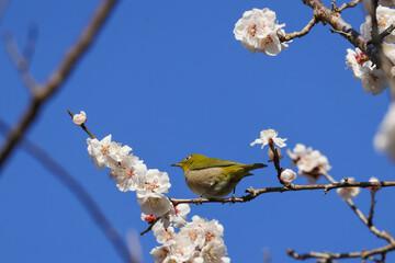 梅の花とメジロ