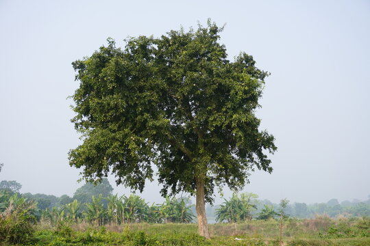 An arjun tree has grown in the between of the field 