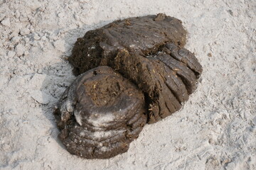 The cow dung which is the fecal matter of bovine animals